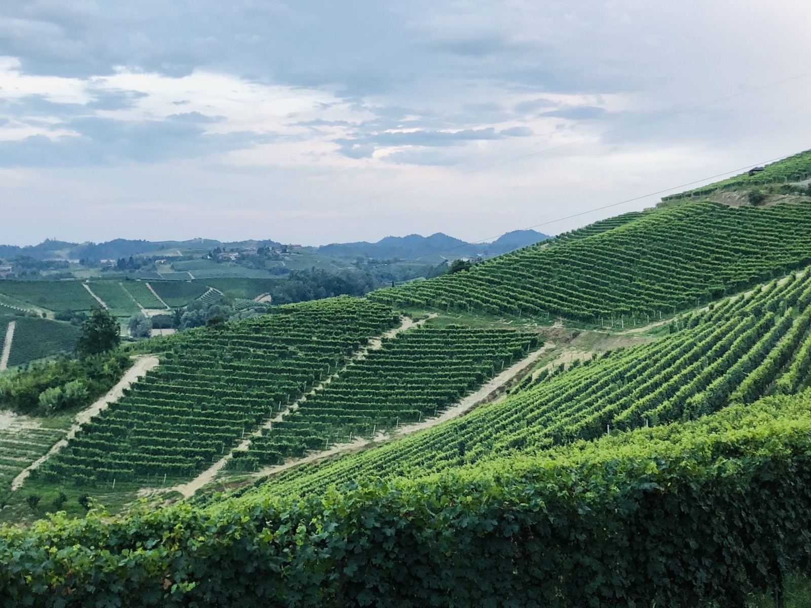 Vineyard rows running across the hills of Piemonte